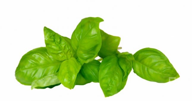 FESLEĞEN